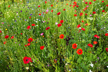 Field With Red Poppies And Other Flowers