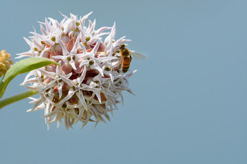 Wall Mural - Bee gathering nectar from showy milkweed or asclepias speciosa flower against blue background