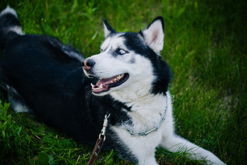 Siberian Husky dog with blue eyes lies on the green grass and looks away. Bright green trees and grass are in the background. Dog on the lawn. close-up