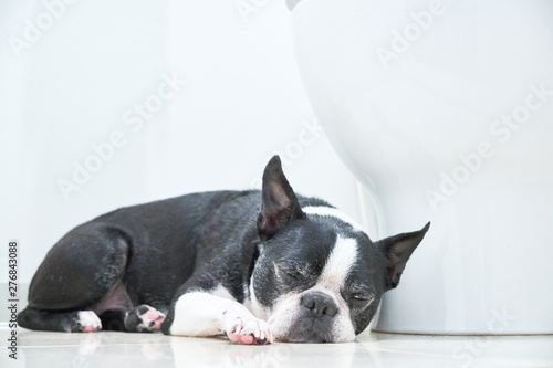 留守番中にトイレで眠る犬 Stock Photo Adobe Stock