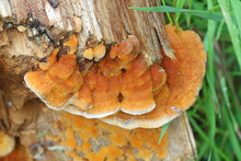Pycnoporellus Fulgens, An Orange Bracket Fungus Growing On Birch In Finland