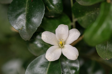 Wall Mural - Orange jasmine flower and  green leaf background.