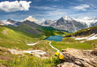 Swiss beauty, flower view to Schreckhorn and Wetterhorn mounts from path above Bachalpsee lake