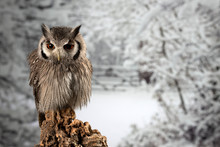 Stunning Portrait Of Southern White Faced Owl Ptilopsis Granti In Studio Setting With Snowy Winter Background
