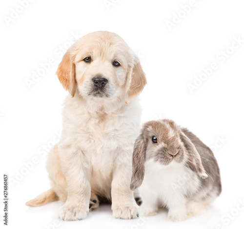 Golden Retriever Puppy And Rabbit Sitting Together Isolated On