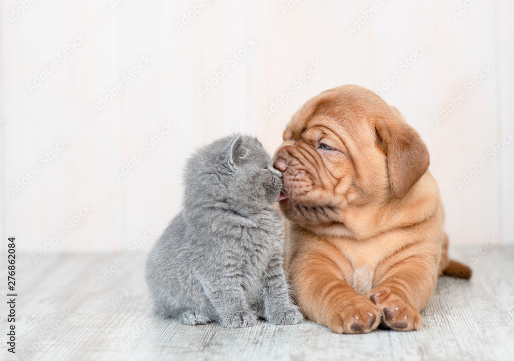 Cute puppy licking kitten on the floor at home - obrazy, fototapety, plakaty 