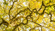 Réseau de branches et écorce d'un platane centenaire, vers l'automne. Bord de Sèvre, Nantes, Persagotière