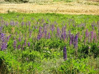 Wall Mural - Lupines on the wrong site - destruction of a lowland meadow