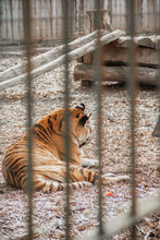 Wild Tiger Lying Down On The Ground At The Zoo