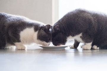 Sticker - British shorthair is eating, indoor shooting