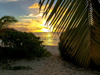 sunset and palm tree at rarotonga cooks island