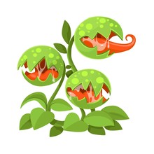 Predatory Plant Giant Venus Flytrap With Three Traps Mouths Isolated On A White Background