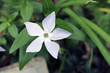 Stella floreale di Gelsomino bianco con verde
