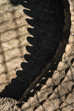 Close Up View Of The Tail Of A Crocodile