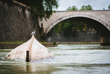 Seagull And Boat On The Tiber River, Rome, Italy