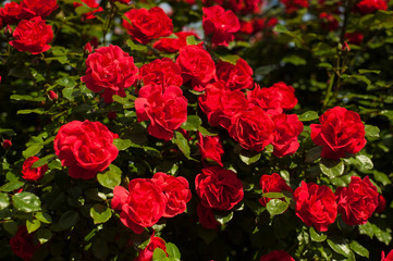 Wall Mural - Bright red roses with buds on a background of a green bush after rain. Beautiful red roses in the summer garden. Background with many red summer flowers.