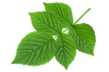 Wall Mural - Raspberry leaf  on white