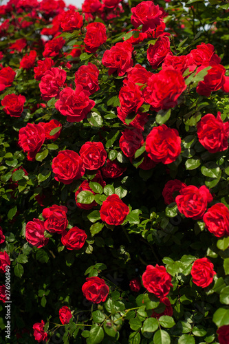 Bright Red Roses With Buds On A Background Of Green Bush After Rain Beautiful In The Summer Garden Many Flowers This Stock Photo - Red Roses Garden Background Images Bright Red Roses With Buds On A Background Of Green Bush After Rain Beautiful In The Summer Garden Many Flowers This Stock Photo - Red Roses Garden Background Images