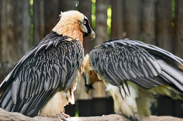 Wall Mural - Gypaetus barbatus auteus - Bearded vulture sitting two on a branch in an aviary.