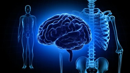 brain human body anatomy dna life science concept image