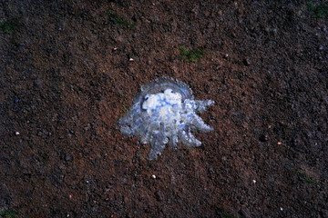 Dead jellyfish wash up on the beach dead during the low tide on the sea shore at Kuanniang,south of thailand