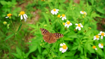 Wall Mural - Butterfly and flowers in meadow