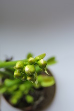 A Close-up Of Opening Venus Flytrap Buds, Leaves And Traps, White Background