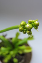 A Close-up Of Opening Venus Flytrap Buds, Leaves And Traps, White Background