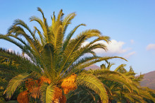 Canary Island Date Palm (Phoenix Canariensis) With Leaves And Fruits On Sunny Autumn Day. Vacation Concept
