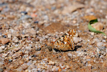 Painted Lady Butterfly (Vanessa Cardui) Showing Ventral Side Pattern While Feeding On Ground Minerals With Its Tubelike Tongue, Called A Proboscis
