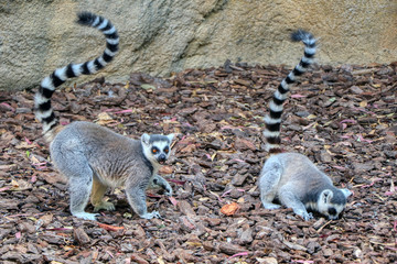 Two lemurs in a zoo