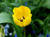 Fototapeta Dmuchawce - Yellow tulips in the garden