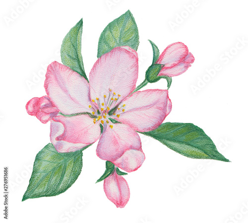 watercolor drawing of leaves and flowers of apple