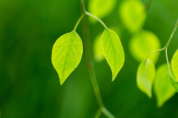 Wall Mural - Green leaves on green bokeh background, Natural green background