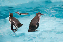 Flock Of Humboldt's Penguins Into The Water.
