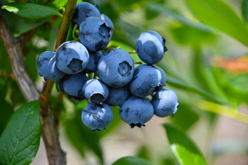 blueberries