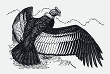 Andean Condor Vultur Gryphus Standing On Rock And Spreading Wings, After Antique Engraving