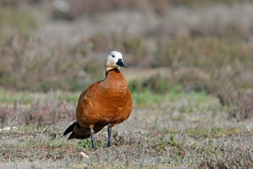 Wall Mural - Rostgans (Tadorna ferruginea) - Ruddy shelduck