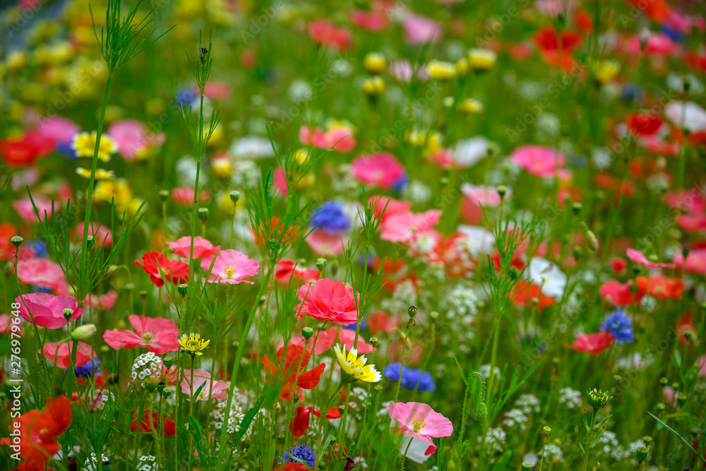 Natural background made of bright, colorful, vibrant selections of wildflowers on a spring meadow in British Columbia, Canada - obrazy, fototapety, plakaty 