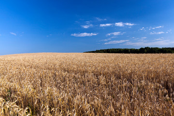 An agricultural field with a crop