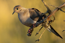 Close Up Of A Mourning Dove