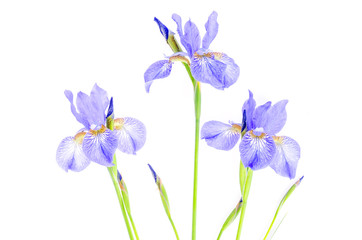 Wall Mural - Delicate purple garden irises, isolated on white. 