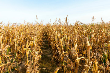 agriculture, corn closeup