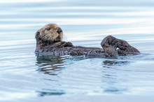 Single Sea Otter Floating On Its Back In The Water