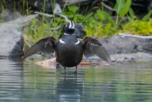 Harlequin Duck (Histrionicus Histrionicus) With Wings Spread