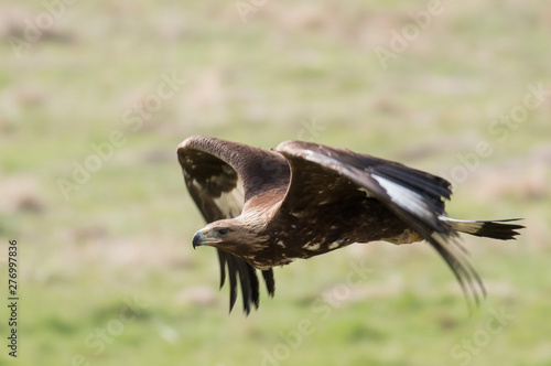 Golden Eagle San Diego Zoo Animals Plants