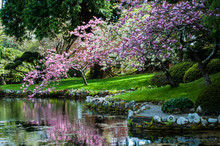 Blooming Cherry Trees Near Pond At Hatley Castle Japanese Garden, Victoria, British Columbia, Canada