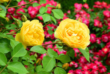 Big Yellow Roses In The Garden As A Natural Background