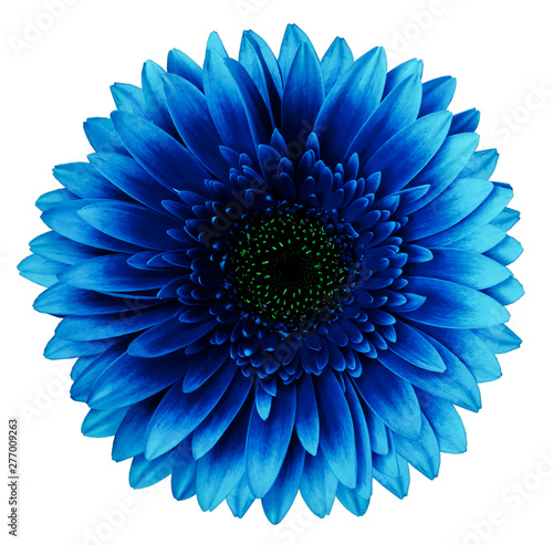 blue gerbera flower, white isolated background with clipping path.   Closeup.  no shadows.  For design.  Nature. © nadya76