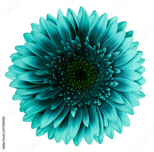 turquoise gerbera flower, white isolated background with clipping path.   Closeup.  no shadows.  For design.  Nature. © nadya76